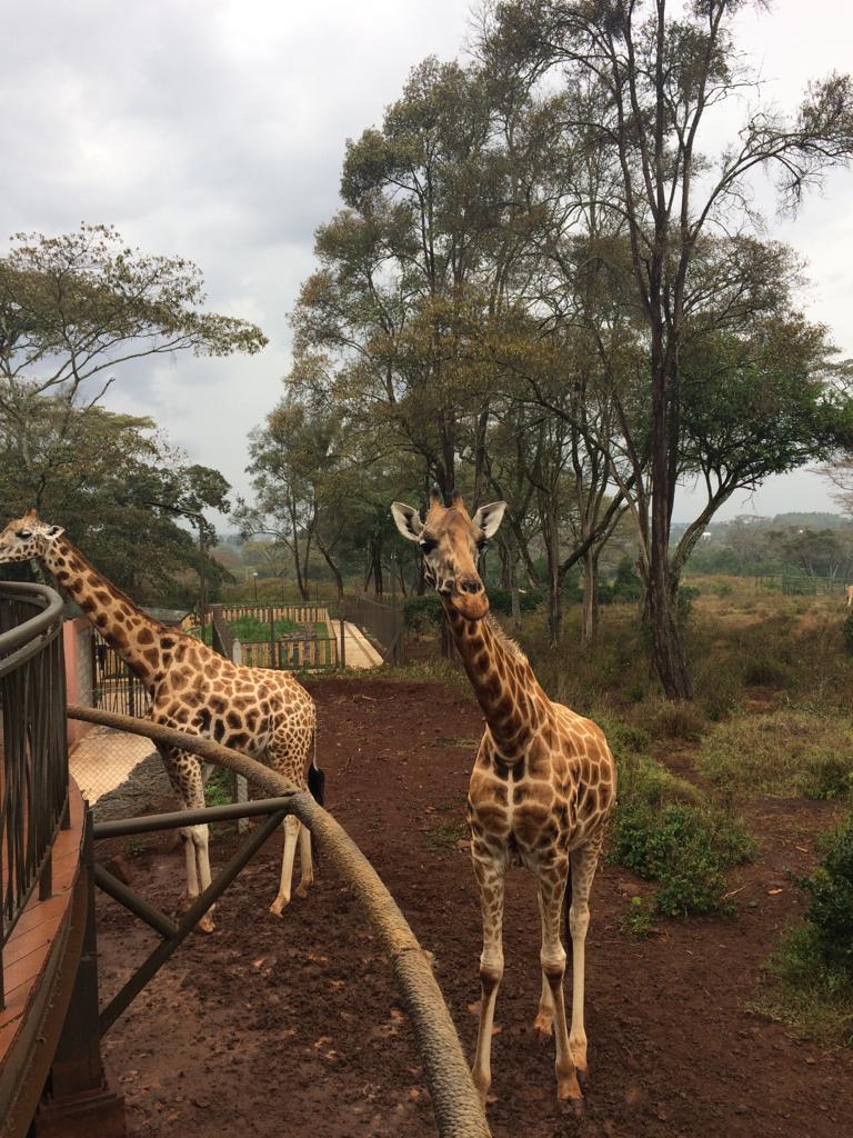 giraffe centre