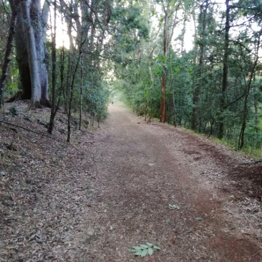 karura forest