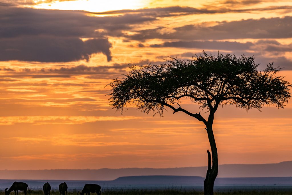 maasai mara