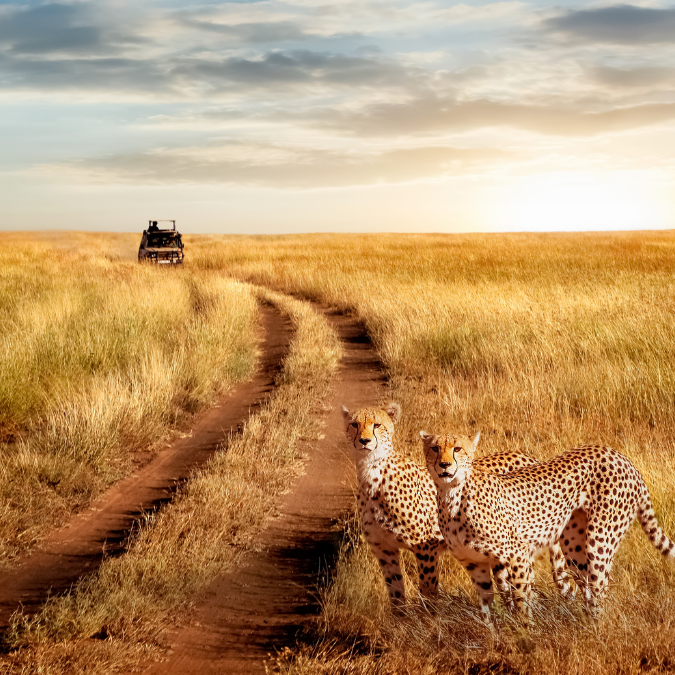 kenya national park 