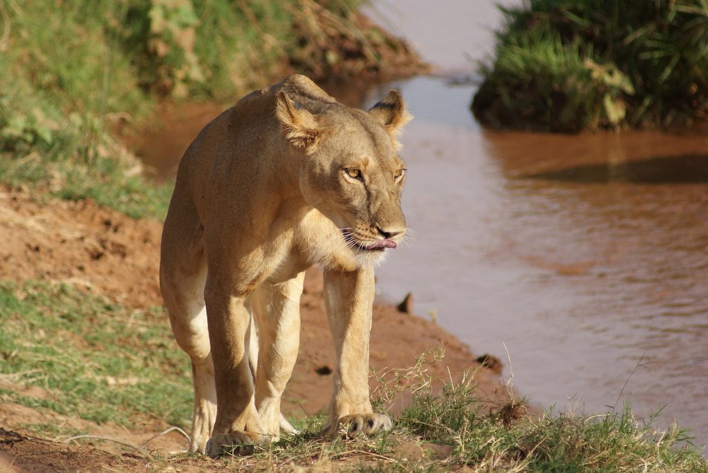 lioness