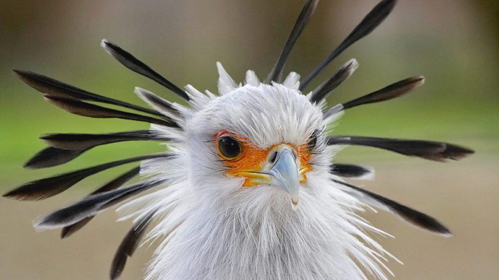 secretary bird