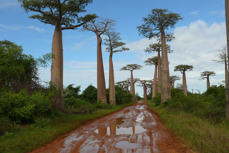 baobabs