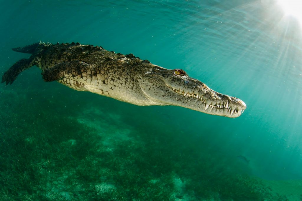 crocodile 