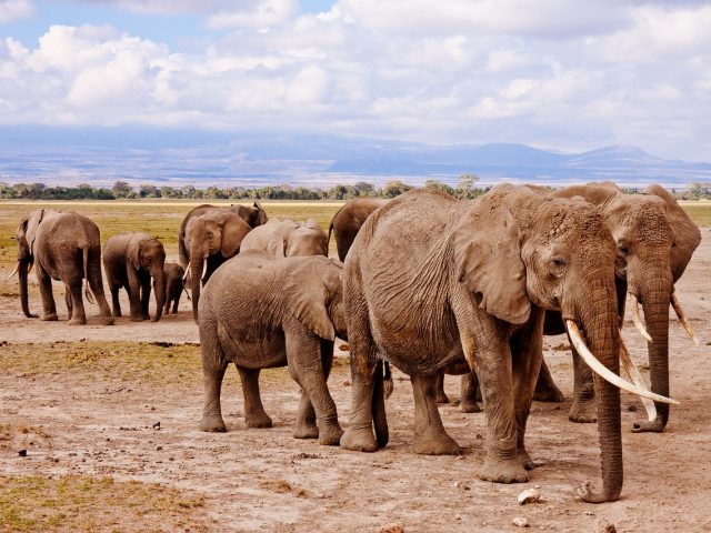 Wildlife Conservancies in Kenya