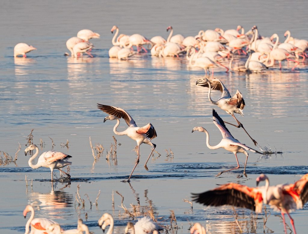 lake bogoria