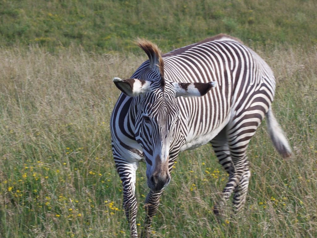 grevy zebra