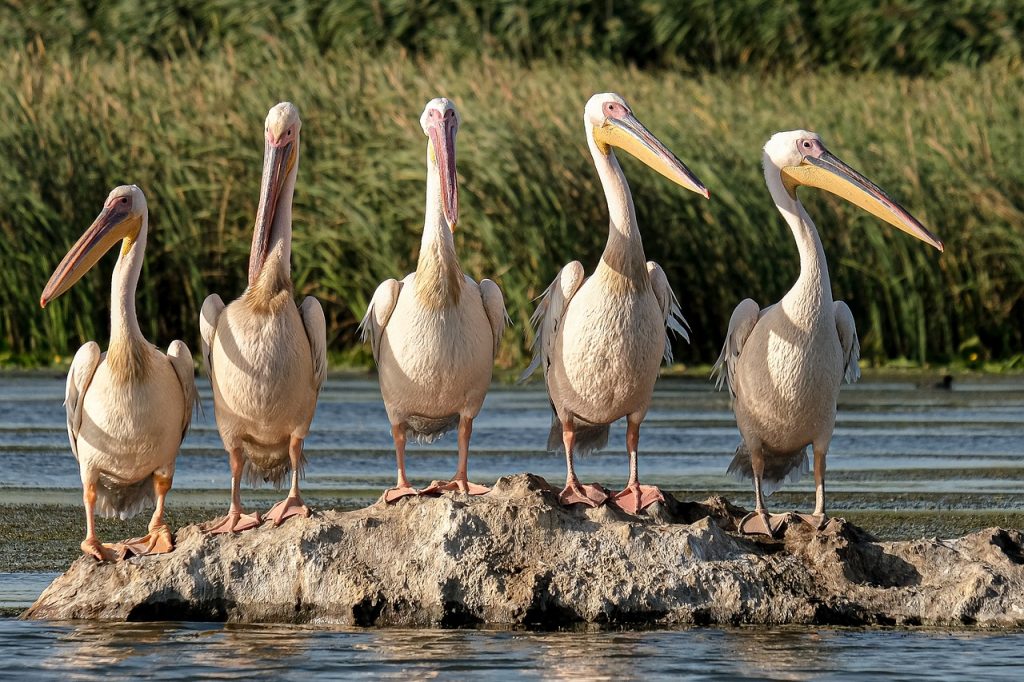 lake nakuru