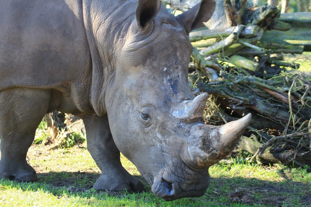 kenya rhino