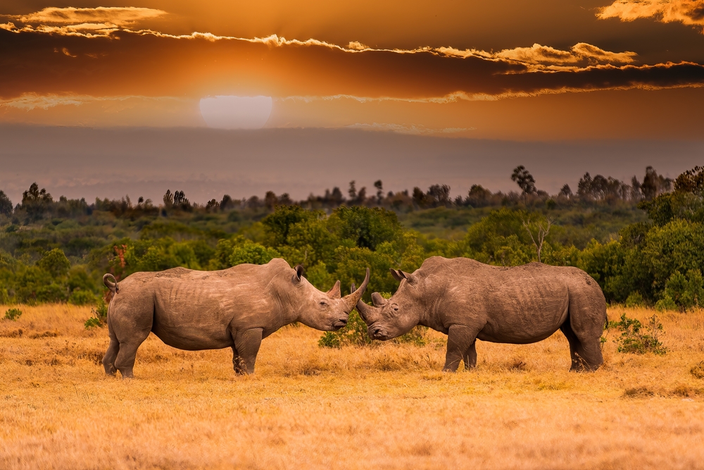 ole pejeta conservancy