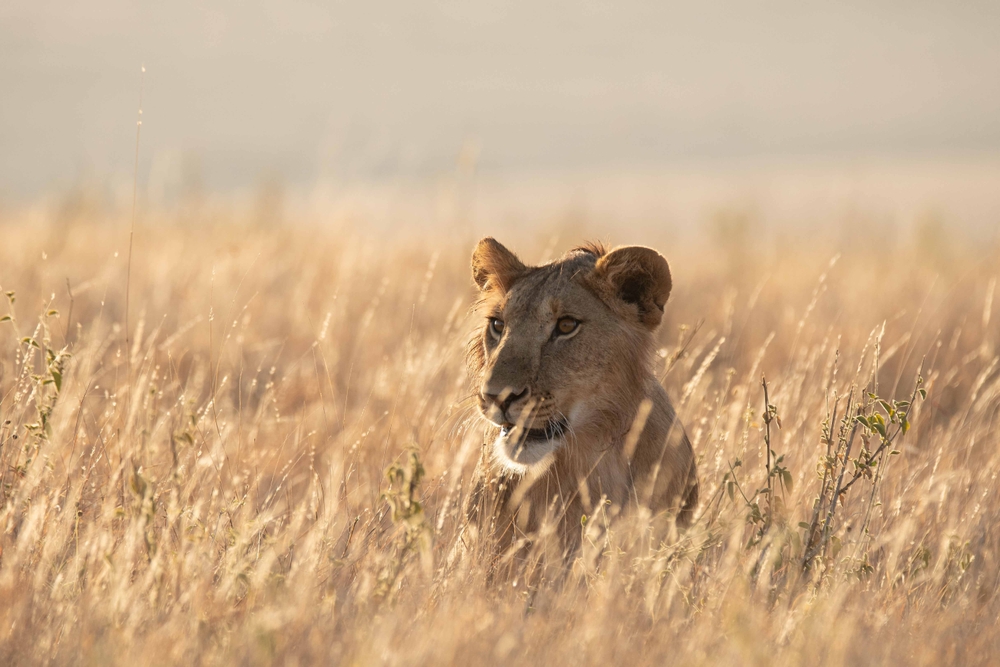 mara Naibosho conservancy