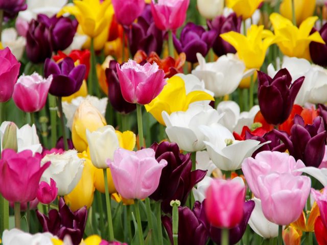 Petals Abroad: Must-See Floral Displays of Spring 2025