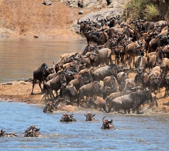 The Great Wildebeest Migration in the Masai Mara: Witnessing Wonder