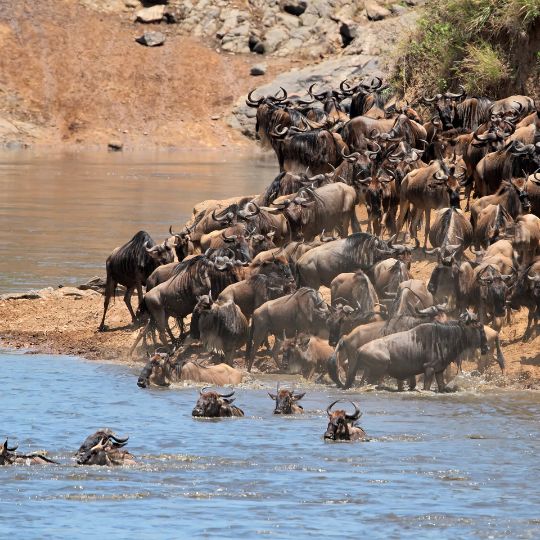 migration