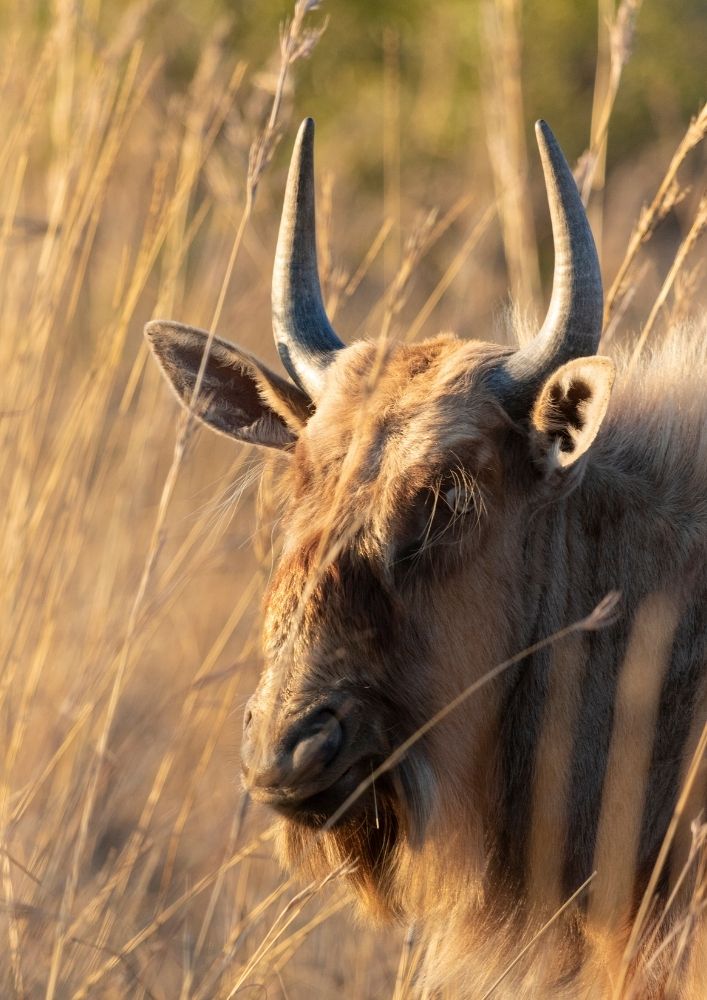 wildebest