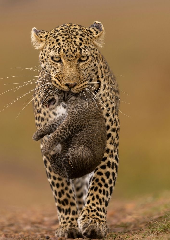 mara