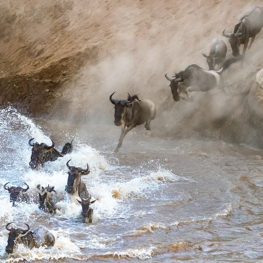 migration