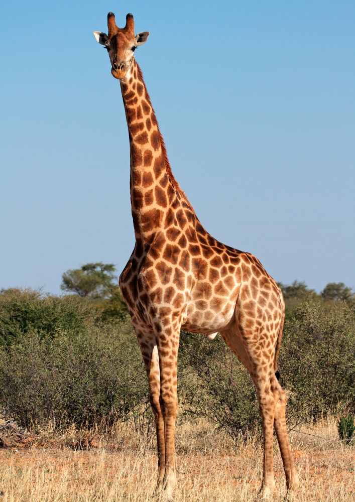 giraffe