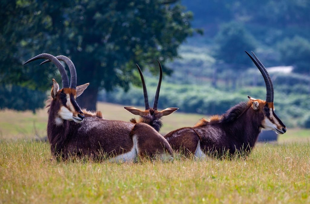 Sable Antelope