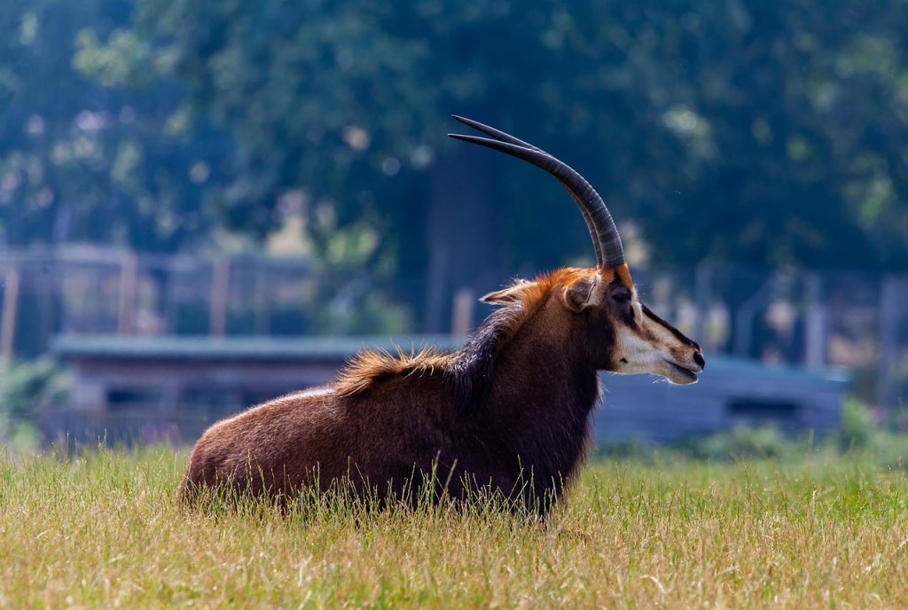 Sable Antelope