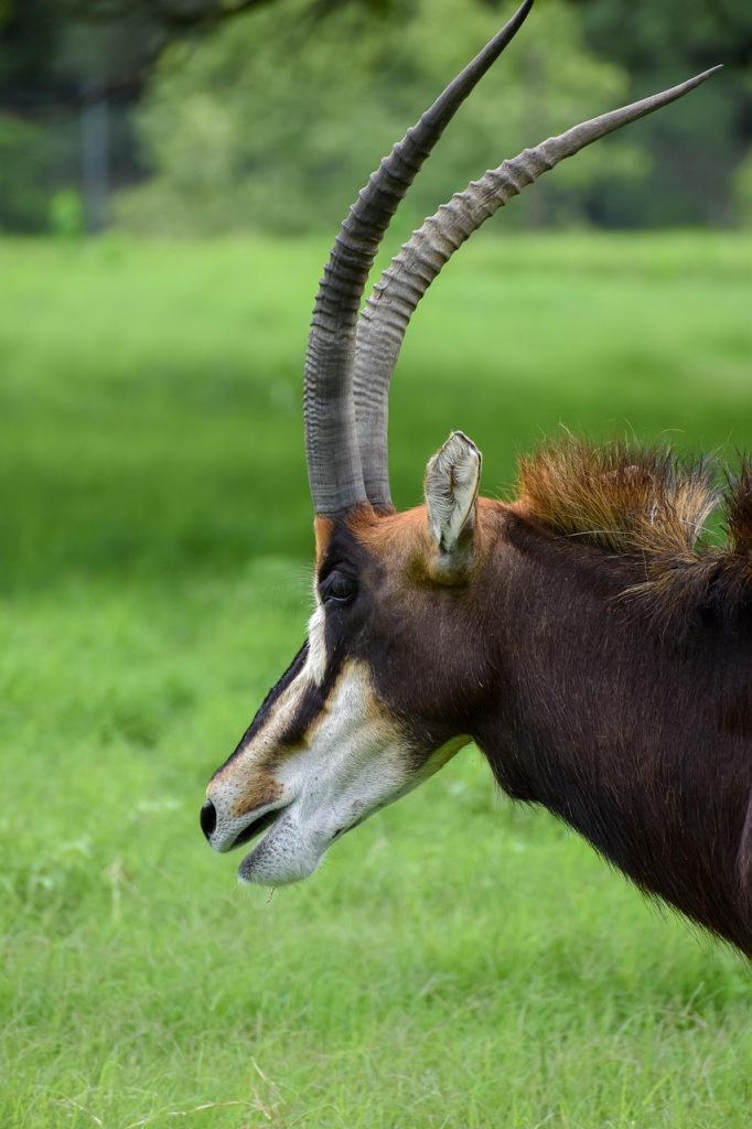 Sable Antelope