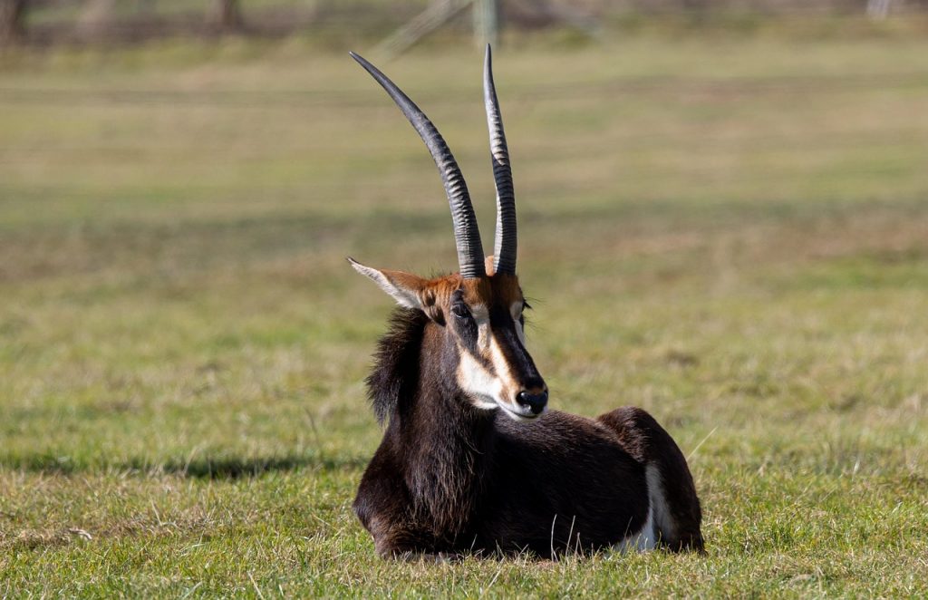 Sable Antelope