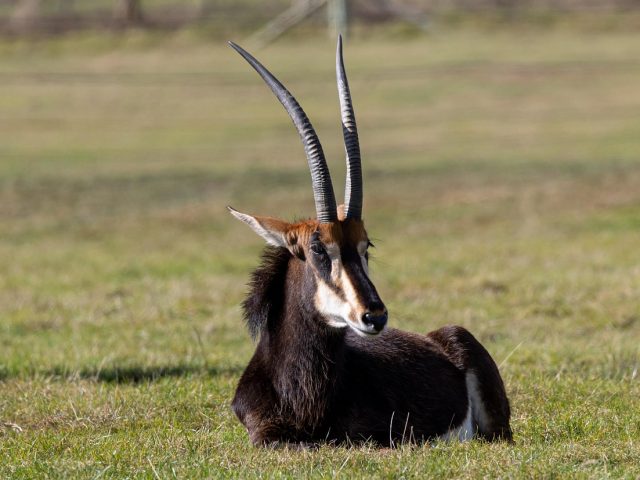 The Plight of the Sable Antelope of Kwale