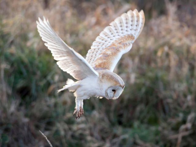 The Allure of a Night Safari in Kenya