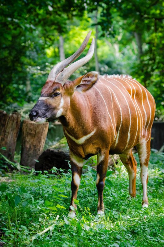 Mountain Bongo