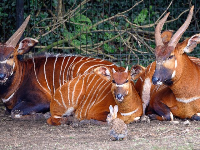Another Homecoming of the Rare Mountain Bongo
