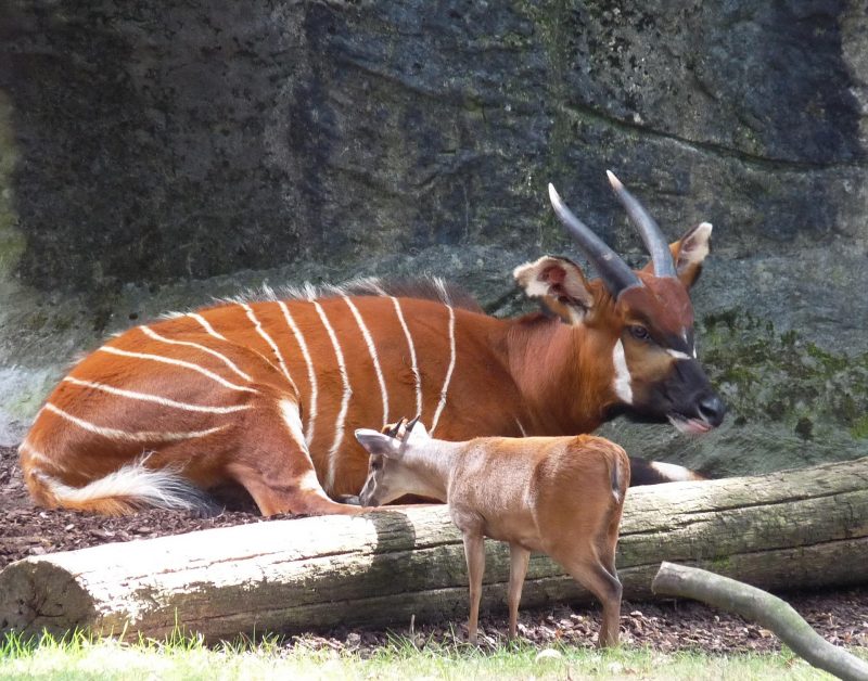Mountain Bongo