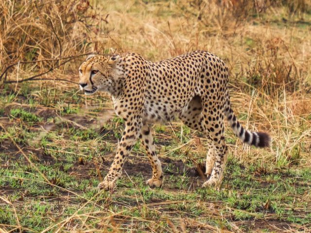 Kenya’s Lesser-known National Parks