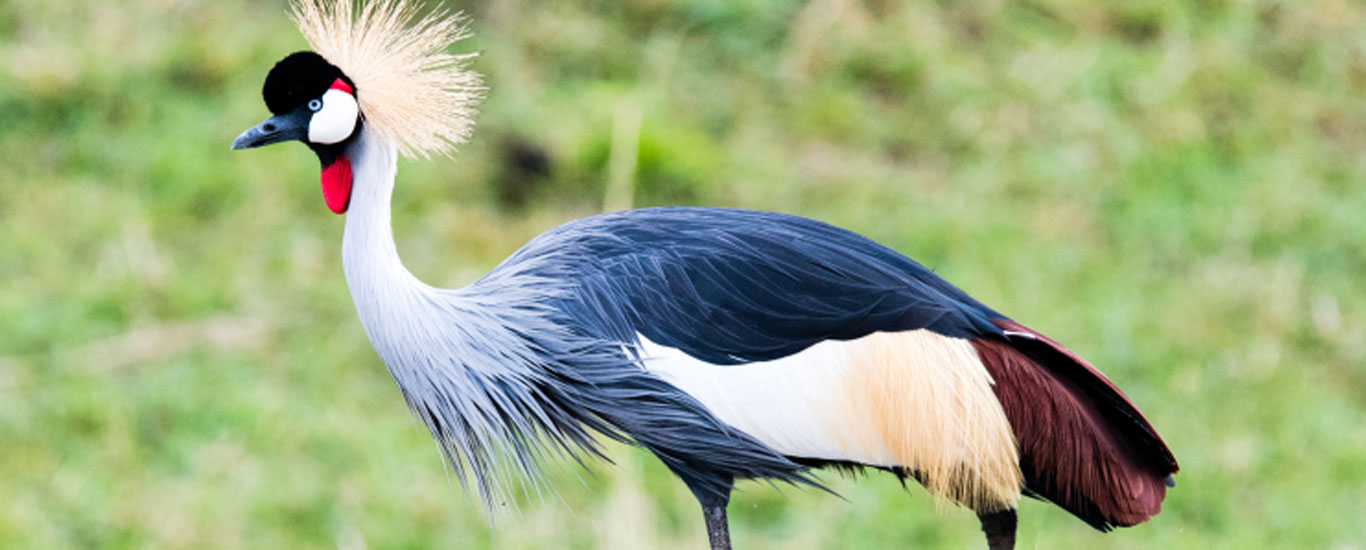 Bird Watching Safaris