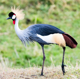 Bird Watching Safaris