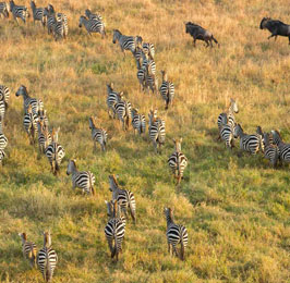 Kenya Safaris