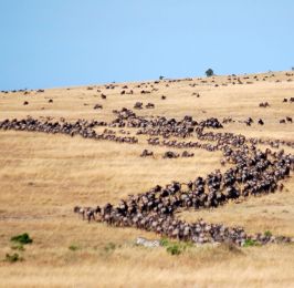 Migration Safaris
