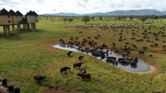 Salt lick Safari lodge