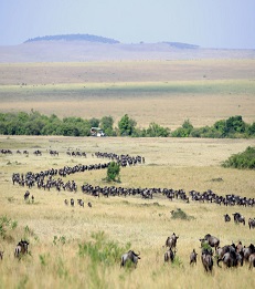 4 Nights Maasai Mara Safari