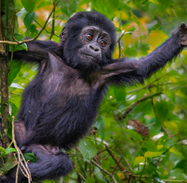 Best 4-Day of Gorilla Safari