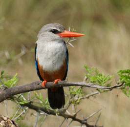 7 Days Bird Watching Safaris