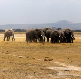 Amboseli National Park Flying Package