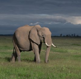 Amboseli & Lake Naivasha Safari