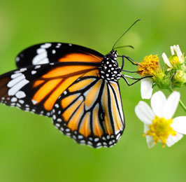 Butterfly & Bird Watching Safari