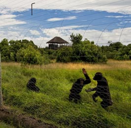 Chimpanzee Sanctuary Tour