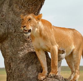 Classic Kenya Safari