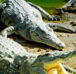 Crocodile Farm Tour