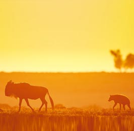 Explore Mara/Serengeti Safari