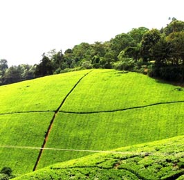 Kiambethu Tea Farm