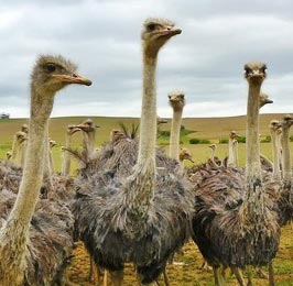 Maasai Ostrich Farm Tour