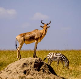 Masai Mara Game Reserve Flying Package
